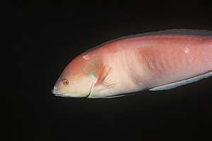 Sandagers wrasse with fungus infection