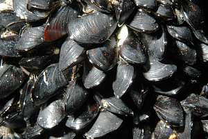 flea mussels (Xenostrobus pulex)