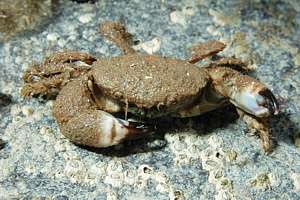 hairy crab (Pilumnus lumpinus) [papaka