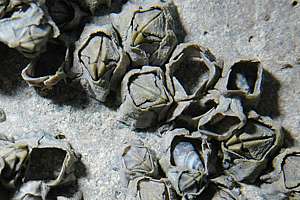 closeup of the sheet barnacle Elminius modestus