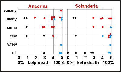 Effect of blooom on Ancorina and Solanderia