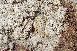 sheet barnacle or modest barnacle (Elminius modestus)