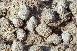 oyster borers collectively attacking sheet barnacles