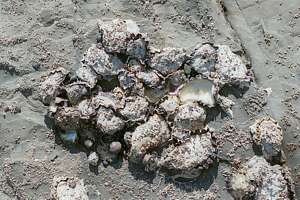 rock oysters