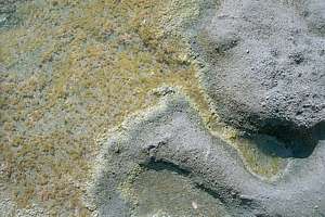 a poorly grazed shallow rockpool