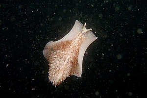 nodulose flatworm (Thysanozoon brochii) swimming