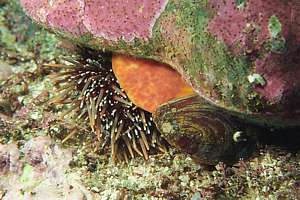 trumpet whelk devouring a sea urchin