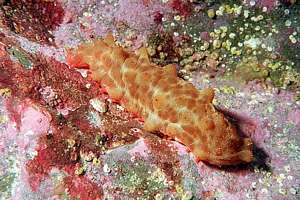 young sea cucumber (Stichopus mollis)