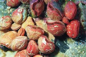 small red lamp shells (Calloria inconspicua)