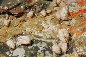 cardita shells (Cardita brookesi)