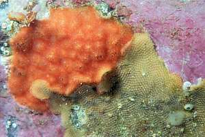 encrusting colonies of bryozoa mats