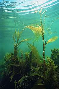 giant kelp Macrocystis pyrifera