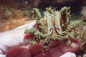 Peron's seaweed crab (Notomithrax peroni)