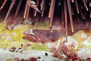 the urchin clingfish (Dellichthys morelandi)