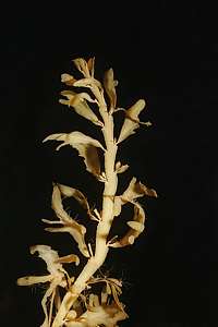 flexible weed (Carpophyllum flexuosum)