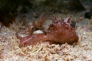 little seahare (Aplysia parvula)