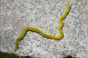 ten-tentacled ragworm (Dodecaceria sp.)
