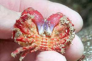 male triangle crab (Eurynolambrus australis)