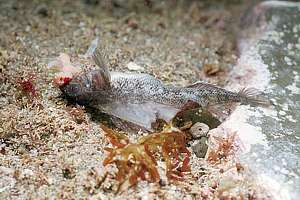 a common triplefin is victim of a rocky shore study