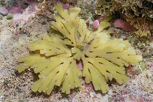 broccoli seaweed (Xiphophora chondrophylla)