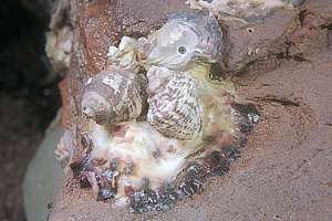 oyster borers (Lepsiella scobina)
