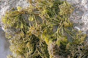 parsley weed (Gigartina alveata)