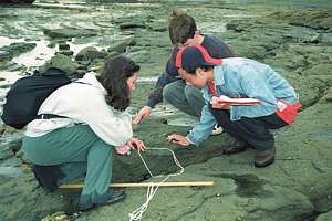college students doing science on the rocky shore.