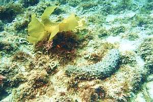 a sea cucumber mopping up the dust
