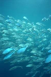 trevally and blue maomao hunting