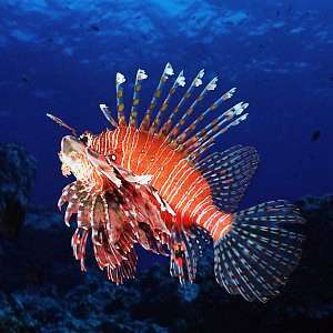 f031820c: A lionfish venturing in open water