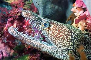 f033010: a young mosaic moray (Enchelicore ramosus)