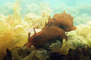 the brown seahare Aplysia keraudreni
