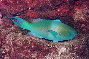 redlipped parrotfish (Scarus ubroviolaceus)