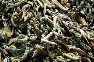 f211017: closeup of dead parchment worms