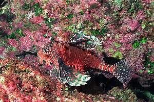f030920: lionfish in its cave