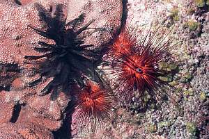 f031115: Black featherstars and diadema urchins