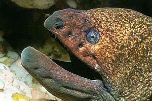 speckled moray (Gymnothorax obesus)