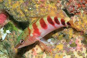 half-banded perch (Hypoplectrodes sp.)