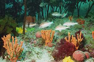 f033409: sponge garden habitat