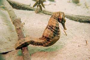 f003929: male seahorse in the current