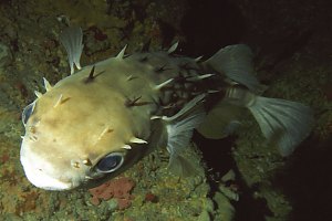 f019609: porcupine fish frontal view